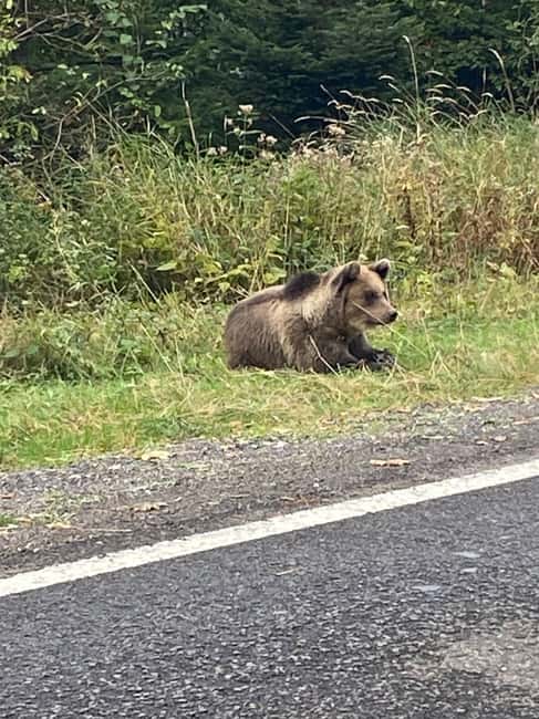 Bild Nr. 10 von Brasov: Bärenschutzgebiet Libearty Aktivität in Brasov, hochgeladen vom Anbieter