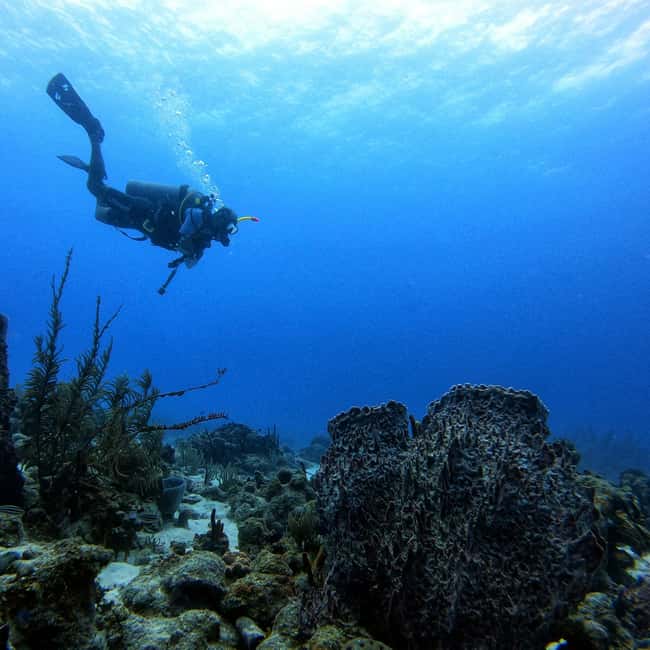 imagem n.13 de San Andres: experiência de mergulho com embarque no hotel atividade em San Andres, Colômbia, carregada pelo fornecedor