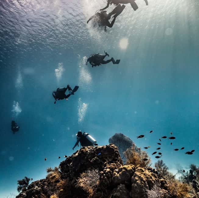 imagem n.12 de San Andres: experiência de mergulho com embarque no hotel atividade em San Andres, Colômbia, carregada pelo fornecedor