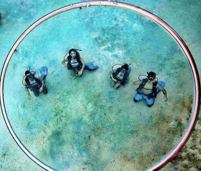imagem n.9 de San Andres: experiência de mergulho com embarque no hotel atividade em San Andres, Colômbia, carregada pelo fornecedor