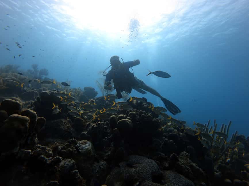 imagem n.16 de San Andres: experiência de mergulho com embarque no hotel atividade em San Andres, Colômbia, carregada pelo fornecedor