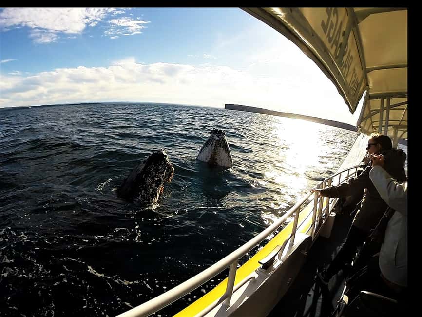 image n.4 of Jervis Bay: 2-Hour Whale Watching Cruise activity in New South Wales, uploaded by supplier