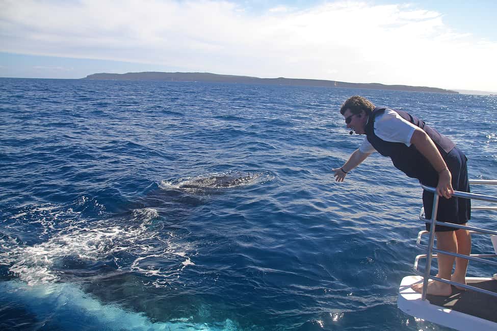 image n.6 of Jervis Bay: 2-Hour Whale Watching Cruise activity in New South Wales, uploaded by supplier