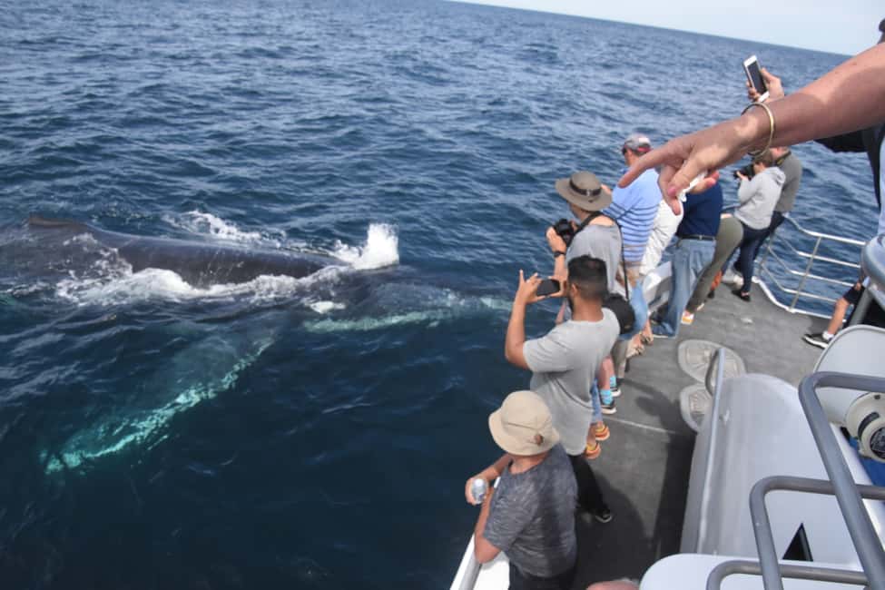 image n.7 of Jervis Bay: 2-Hour Whale Watching Cruise activity in New South Wales, uploaded by supplier