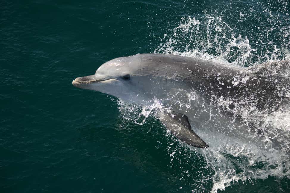 image n.5 of Jervis Bay: 2-Hour Cruise of Jervis Bay Passage activity in New South Wales, uploaded by supplier