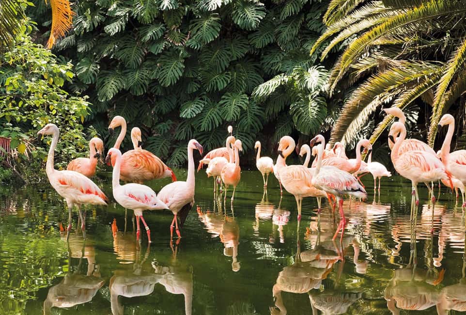 image n.7 of From Gran Canaria: Day Trip to Loro Parque Tenerife activity in Puerto de la Cruz, uploaded by supplier