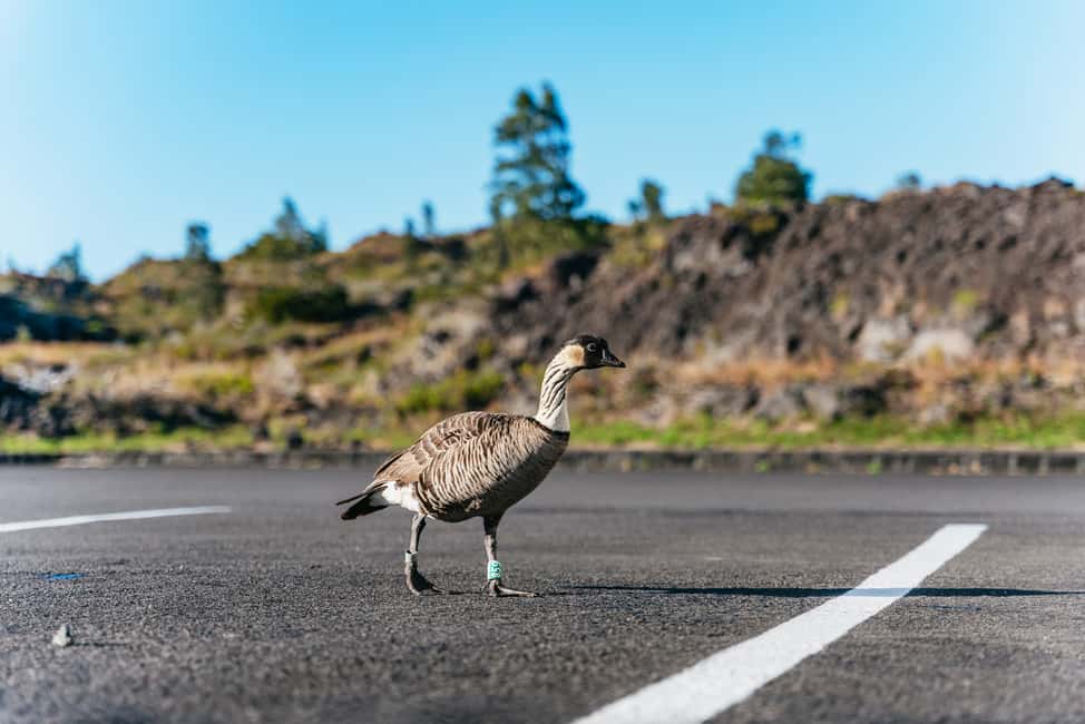Immagine nº 44 di Hilo: escursione sul vulcano d'élite attività a Hawaii, caricata dal fornitore