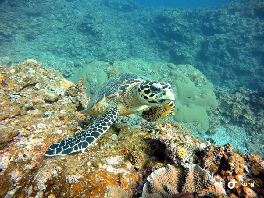 image n.7 of Naha, Okinawa: Kerama Islands Full-Day Intro-Diving Trip activity in Okinawa, uploaded by supplier