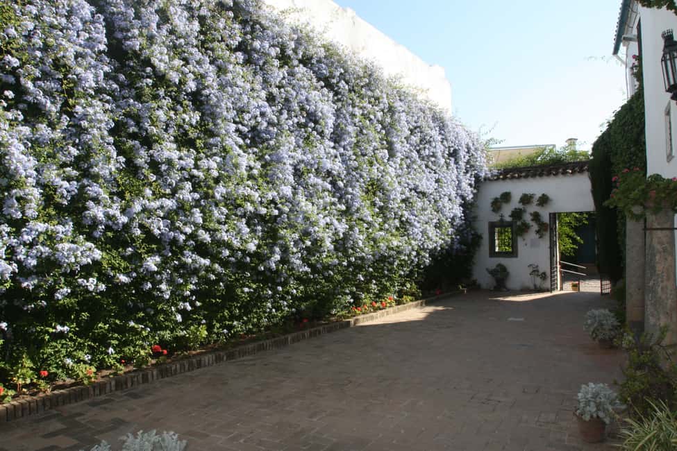 image n.7 of Córdoba: Viana Palace Gardens and Patios Entry Ticket activity in Córdoba, uploaded by supplier