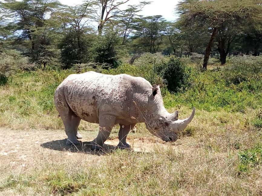 image n.26 of Nairobi National Park Half-Day Game Drive activity in Nairobi, uploaded by supplier