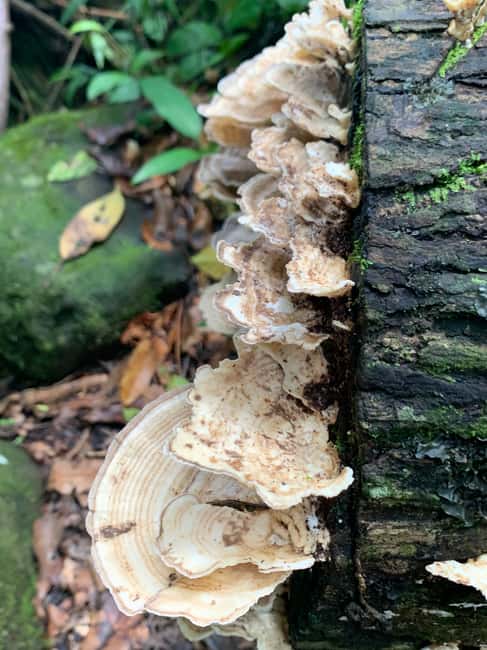 Obraz nr 3 z atrakcji Narodowy las deszczowy El Yunque: Spacer przyrodniczy i wycieczka na plażę w Río Grande, Portoryko, przesłany przez organizatora