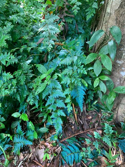 Obraz nr 5 z atrakcji Narodowy las deszczowy El Yunque: Spacer przyrodniczy i wycieczka na plażę w Río Grande, Portoryko, przesłany przez organizatora