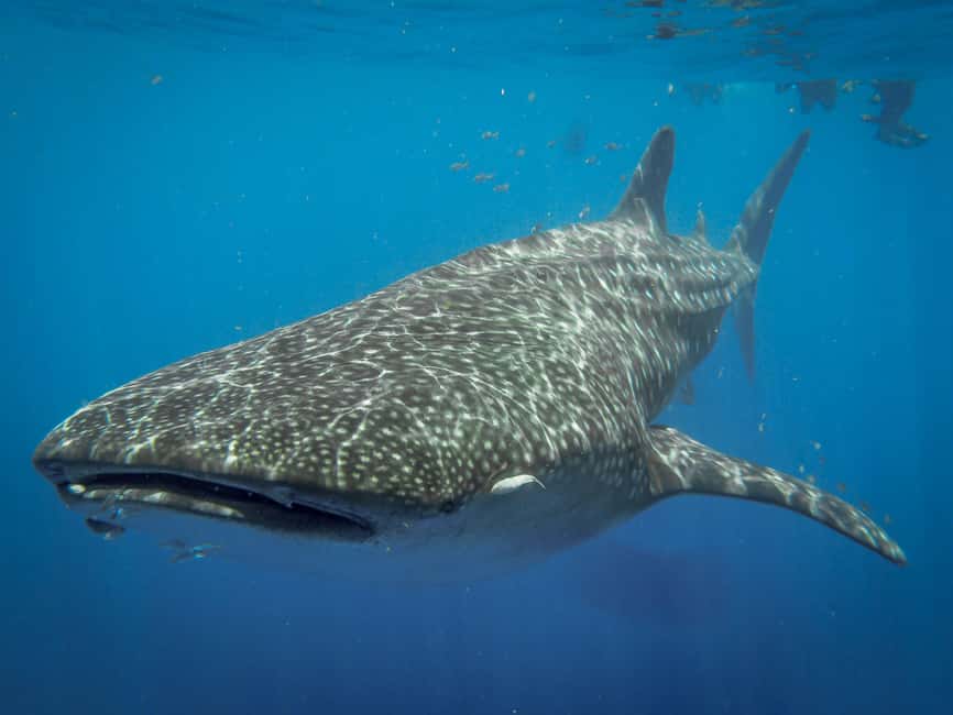 image n.6 of Whale Shark Safari Snorkeling Tour activity in Playa del Carmen, uploaded by supplier