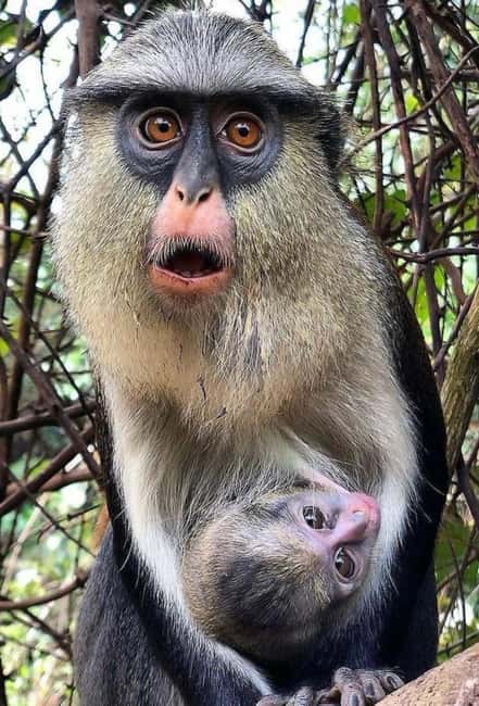 image n.6 of Accra: Wli falls & Mona Monkey Sanctuary activity in Volta Region, uploaded by supplier