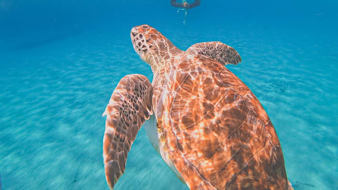 afbeelding n.6 van Curaçao: Turtle Bay & Blue Room Rondvaart met snorkelen activiteit in Curaçao, geüpload door aanbieder