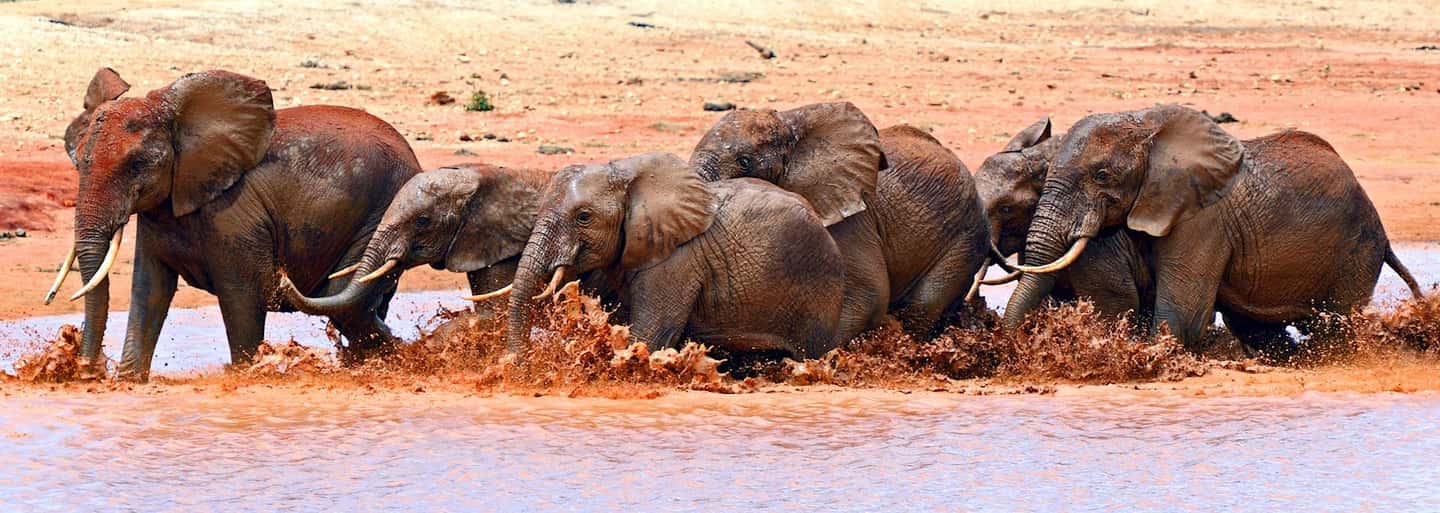 image n.69 of 2-Days Wildlife Safari to Tsavo East & Tsavo West Park activity in Coast Province, uploaded by supplier