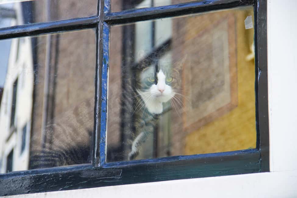 Immagine nº 12 di Amsterdam: Tour del quartiere Jordaan con una guida tedesca attività a Amsterdam, caricata dal fornitore