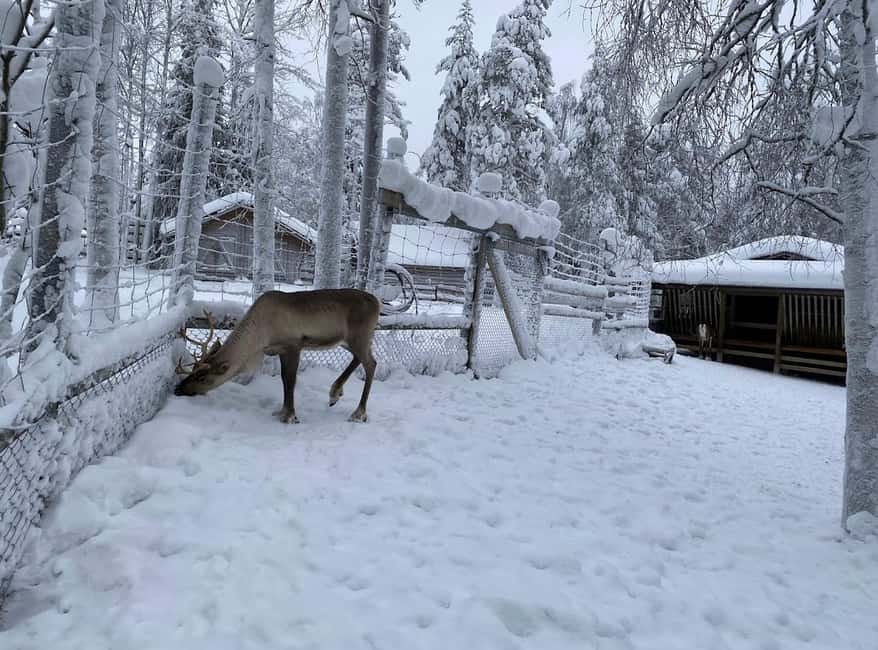 bild nr.17 av Rovaniemi: Ranua's Wildlife Park Biljett med transport aktivitet i Norra Österbotten, uppladdad av arrangören