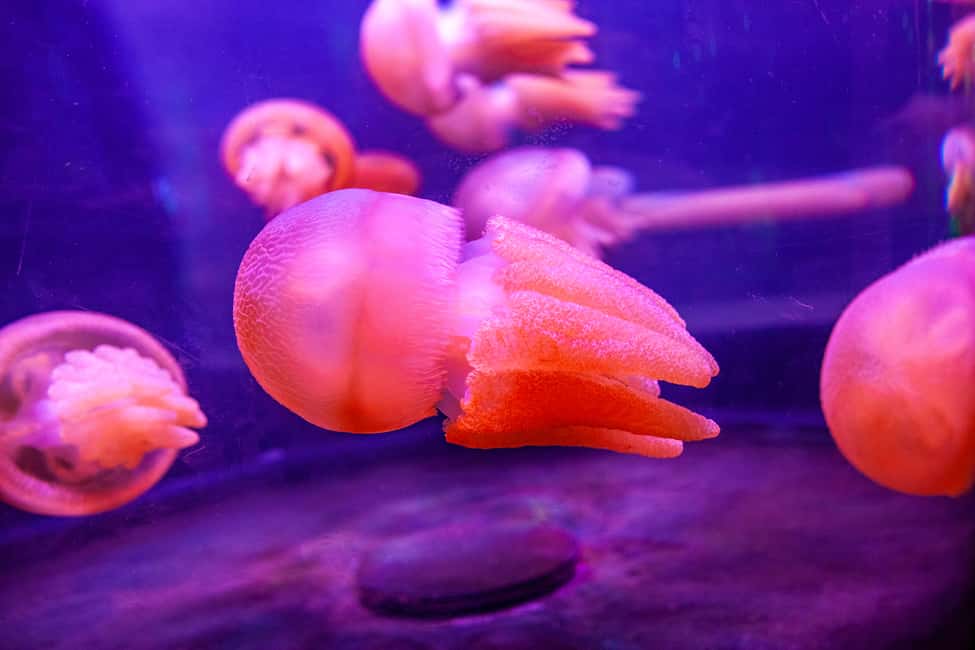 image n.11 of SEA LIFE Sydney Aquarium Entry Ticket activity in Sydney, uploaded by supplier