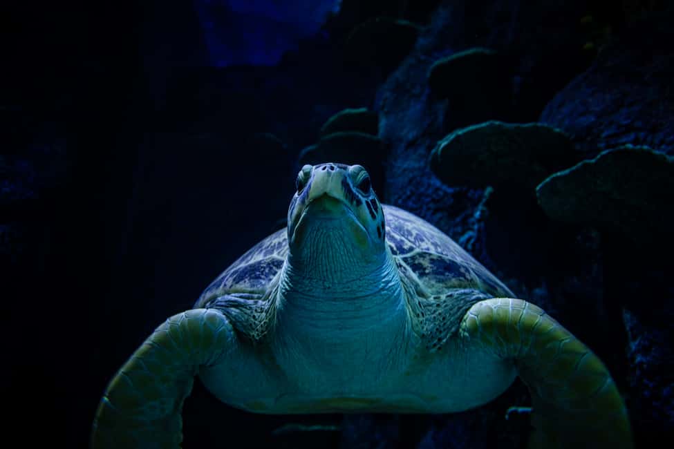 image n.12 of SEA LIFE Sydney Aquarium Entry Ticket activity in Sydney, uploaded by supplier