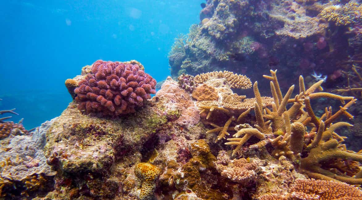 image n.6 of Naha, Okinawa: Kerama Islands Full-Day Intro-Diving Trip activity in Okinawa, uploaded by supplier
