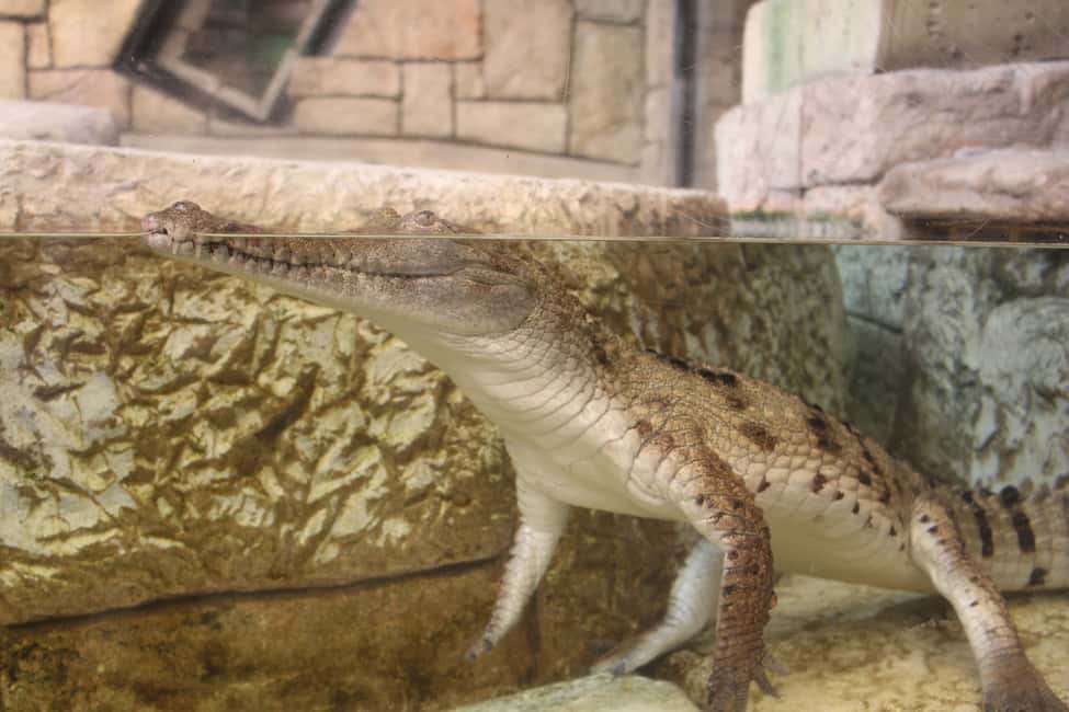 image n.9 of Las Vegas: Shark Reef Aquarium & VR Experience Entry Ticket activity in Las Vegas, uploaded by supplier