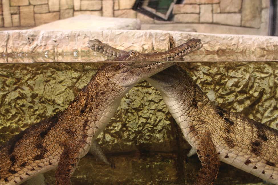 image n.10 of Las Vegas: Shark Reef Aquarium & VR Experience Entry Ticket activity in Las Vegas, uploaded by supplier