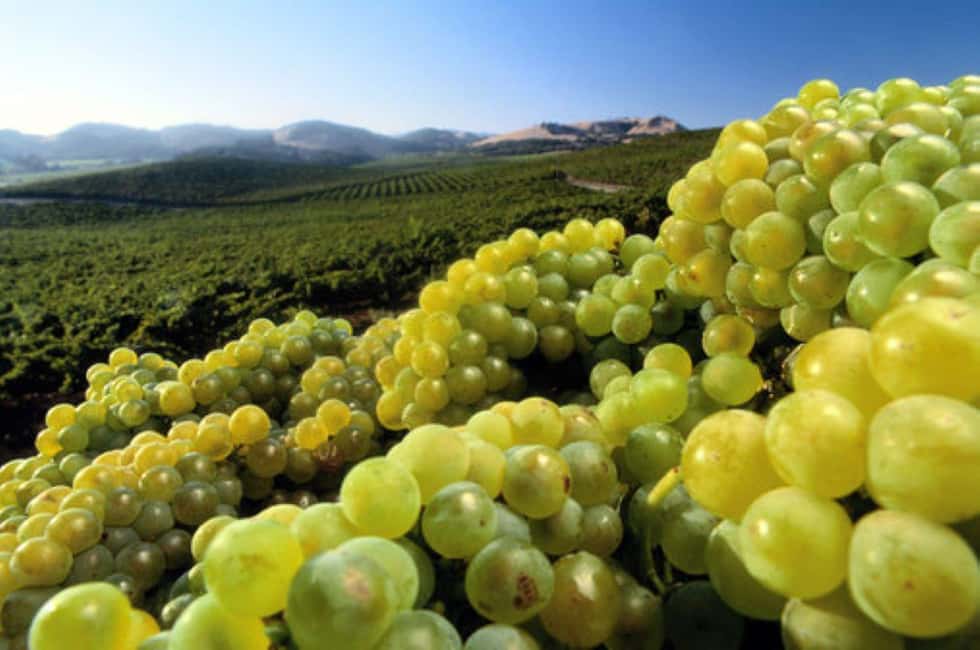 image n.4 of From Napa: Private Wine Tour to Guerneville activity in California, uploaded by supplier