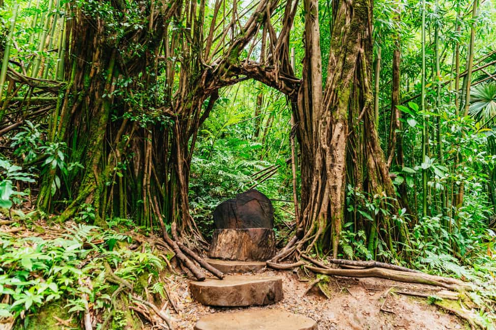 Immagine nº 12 di Oahu: Escursione alla cascata Manoa Falls con pranzo e trasferimenti attività a Honolulu, caricata dal fornitore