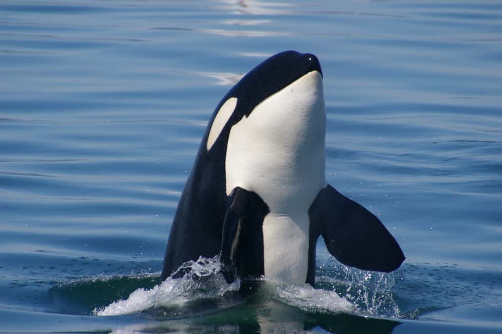 image n.9 of Vancouver: Seaplane to Victoria and Whale Watching Day Trip activity in Vancouver, uploaded by supplier