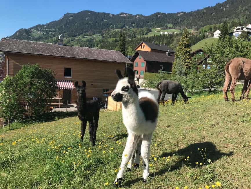 Bild Nr. 17 von Triesenberg: Spaziergang mit Lamas in den Bergen Aktivität in Triesenberg, hochgeladen vom Anbieter