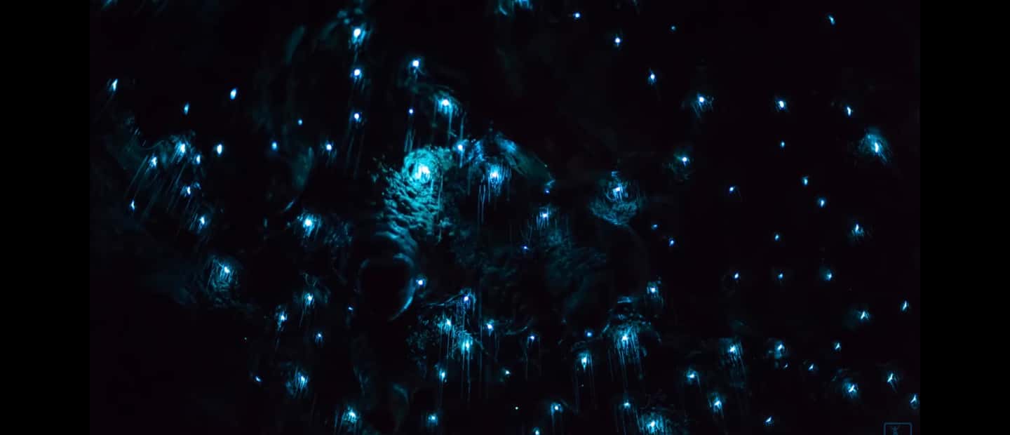 image n.5 of Sydney: Blue Mountains Glow Worms Wild Adventure by Night activity in Sydney, uploaded by supplier