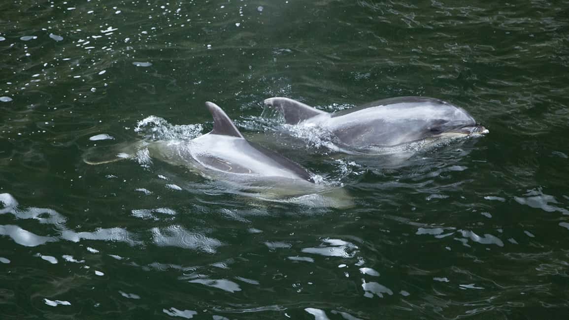 image n.8 of From Te Anau: Milford Sound Tour with Cruise and Lunch activity in South Island, uploaded by supplier