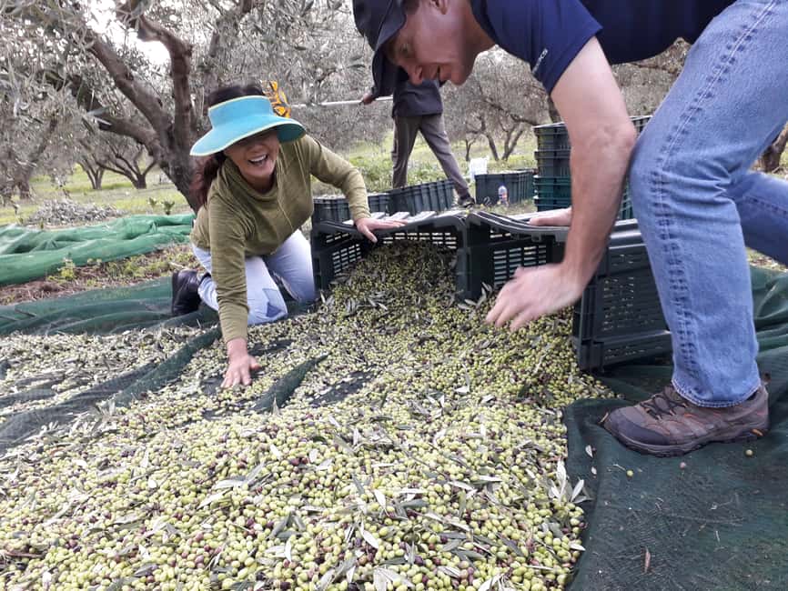 image n.13 of Rethymno: Olive Oil Tasting with Cretan Food Pairing activity in Crete, uploaded by supplier