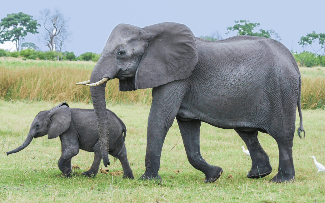 image n.8 of Kampala: 2-Day Murchison Falls National Park Safari activity in Pader District, uploaded by supplier