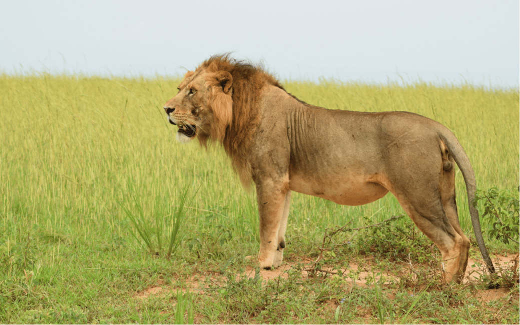 image n.9 of Kampala: 2-Day Murchison Falls National Park Safari activity in Pader District, uploaded by supplier