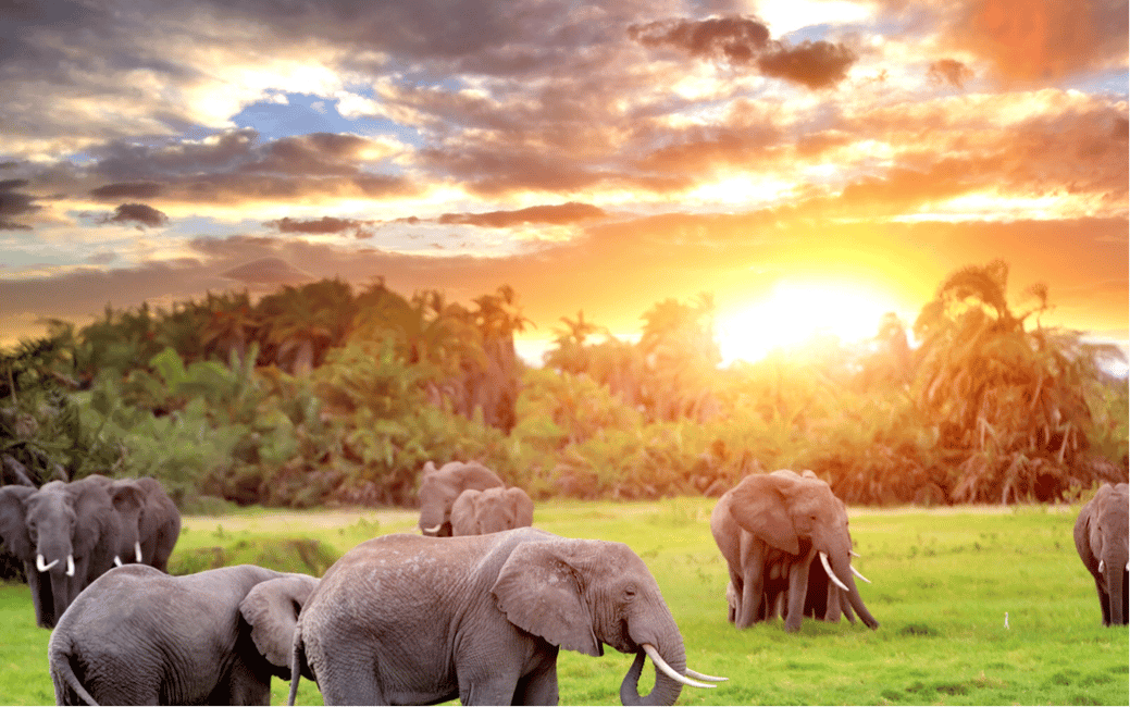 image n.10 of Kampala: 2-Day Murchison Falls National Park Safari activity in Pader District, uploaded by supplier