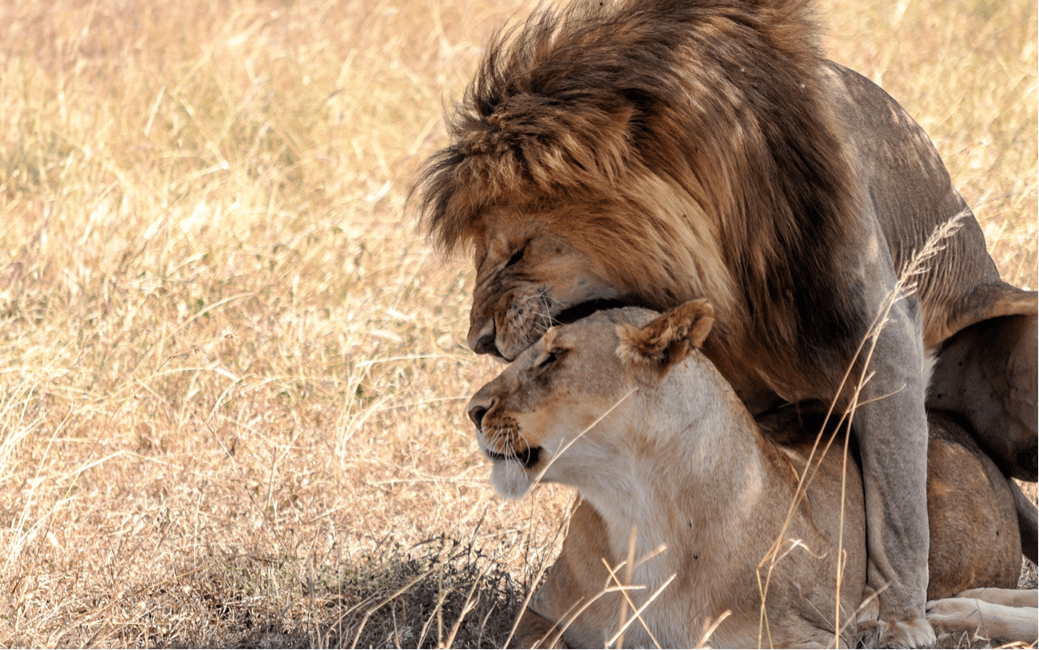 image n.11 of Kampala: 2-Day Murchison Falls National Park Safari activity in Pader District, uploaded by supplier