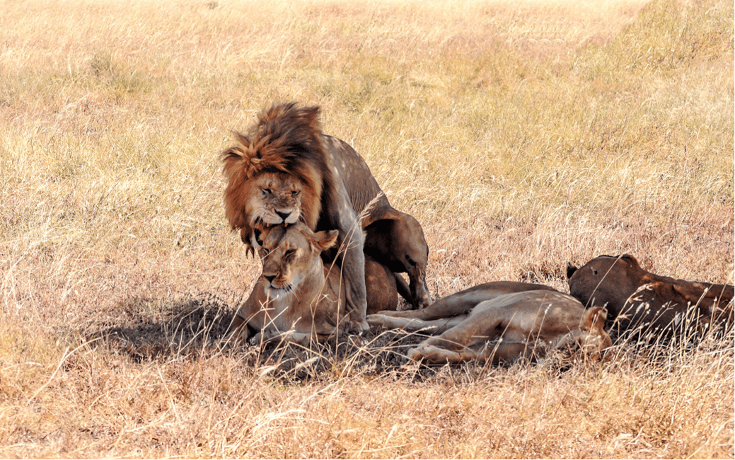 image n.12 of Kampala: 2-Day Murchison Falls National Park Safari activity in Pader District, uploaded by supplier