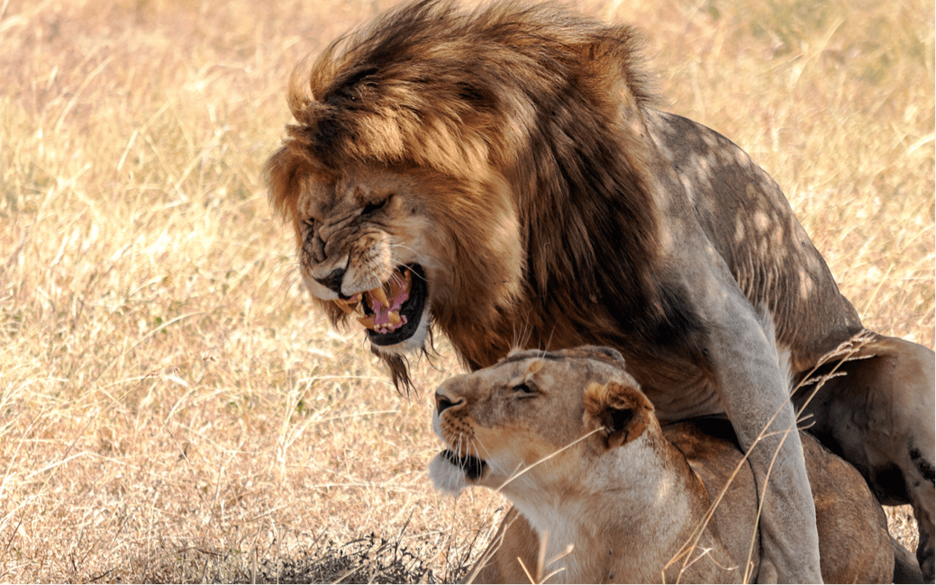 image n.13 of Kampala: 2-Day Murchison Falls National Park Safari activity in Pader District, uploaded by supplier