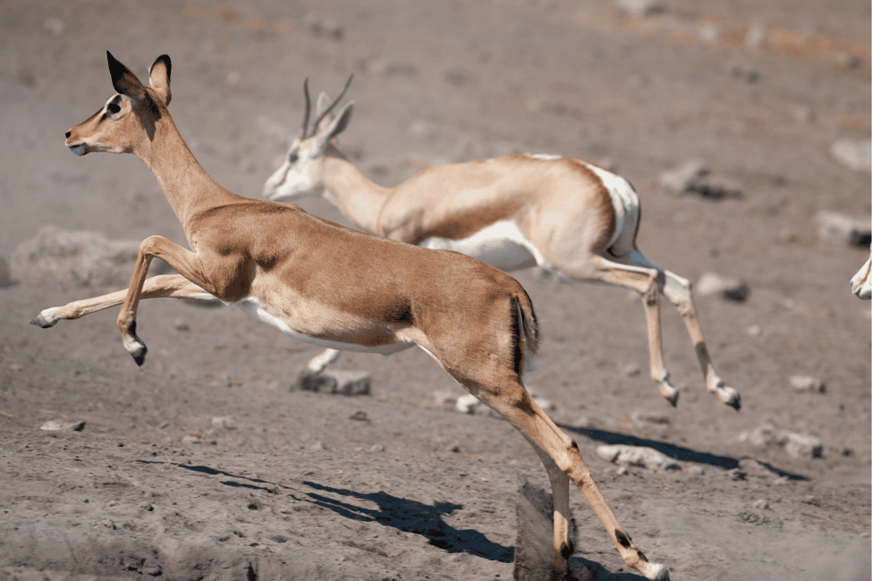 image n.14 of Kampala: 2-Day Murchison Falls National Park Safari activity in Pader District, uploaded by supplier