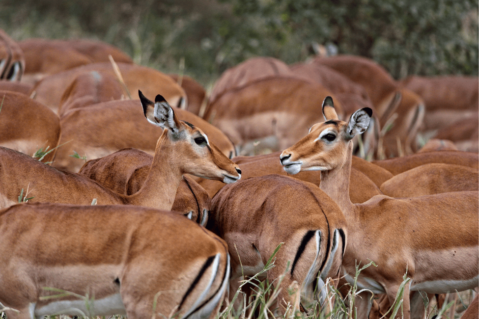 image n.19 of Kampala: 2-Day Murchison Falls National Park Safari activity in Pader District, uploaded by supplier