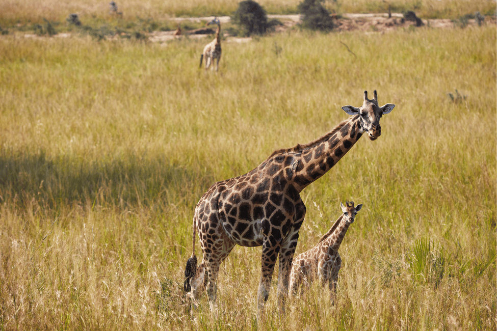 image n.20 of Kampala: 2-Day Murchison Falls National Park Safari activity in Pader District, uploaded by supplier