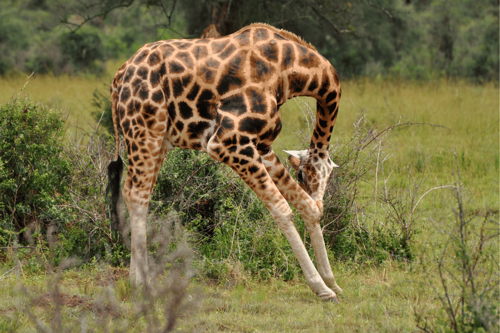 image n.21 of Kampala: 2-Day Murchison Falls National Park Safari activity in Pader District, uploaded by supplier