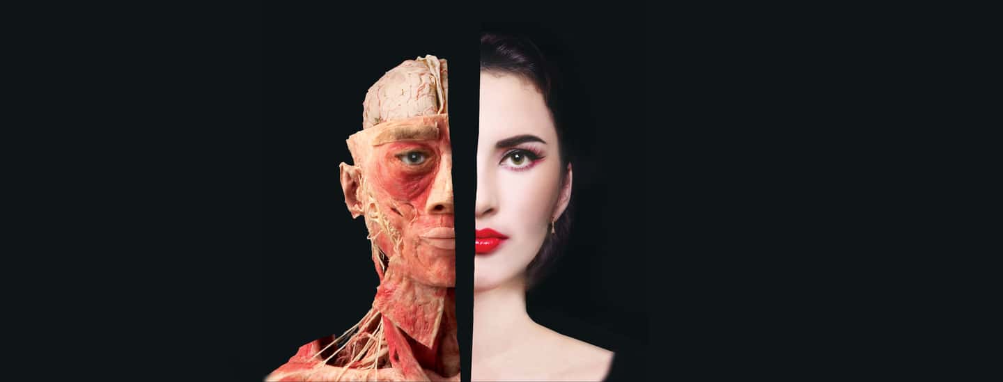 image n.4 of Las Vegas: BODIES | The Exhibition at the Luxor activity in Las Vegas, uploaded by supplier