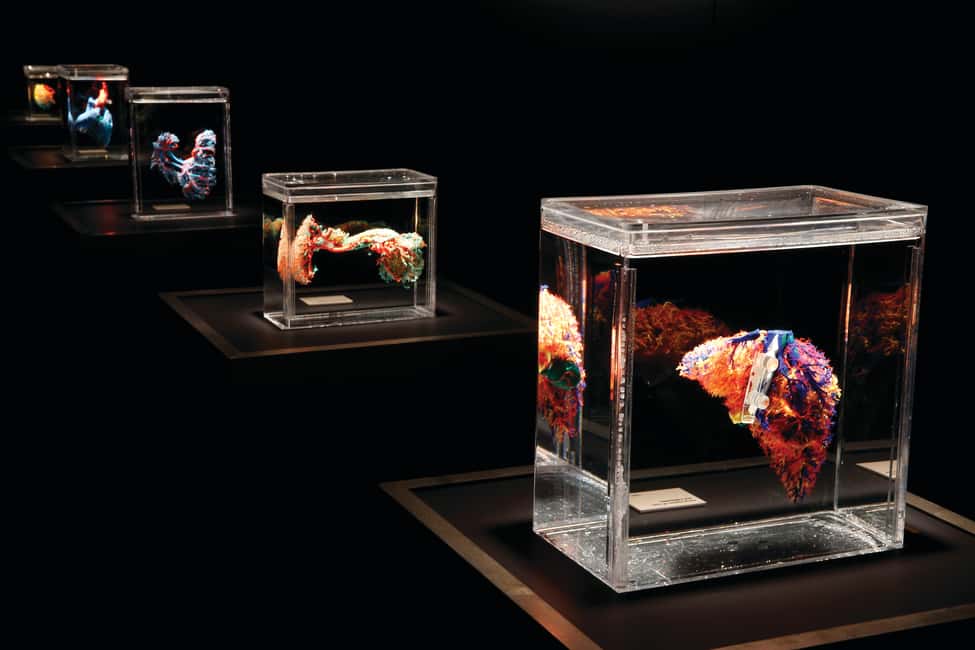 image n.6 of Las Vegas: BODIES | The Exhibition at the Luxor activity in Las Vegas, uploaded by supplier