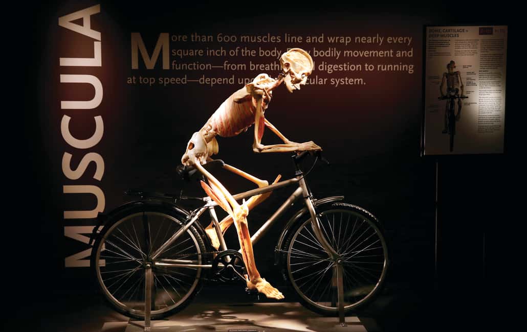 image n.5 of Las Vegas: BODIES | The Exhibition at the Luxor activity in Las Vegas, uploaded by supplier