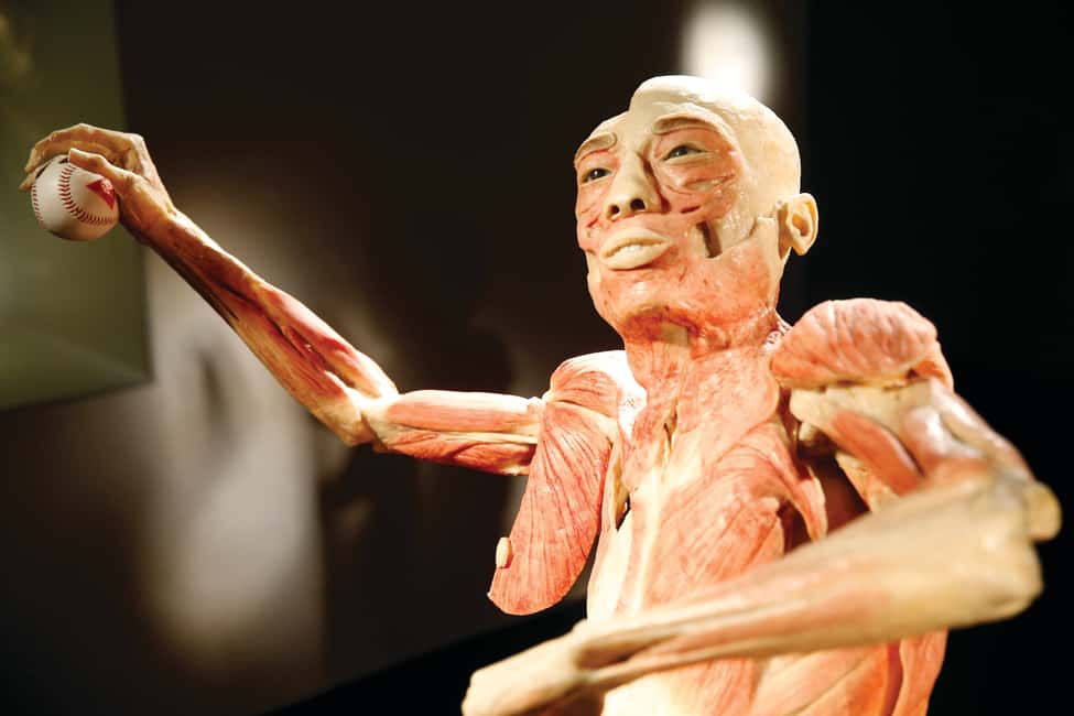 image n.2 of Las Vegas: BODIES | The Exhibition at the Luxor activity in Las Vegas, uploaded by supplier