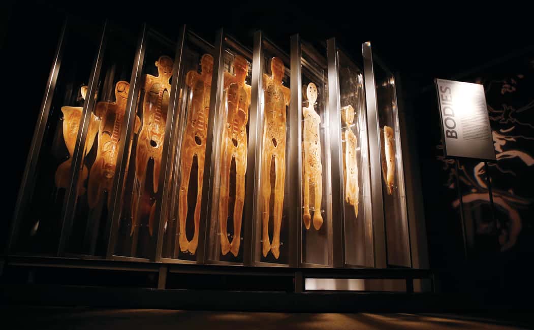 image n.7 of Las Vegas: BODIES | The Exhibition at the Luxor activity in Las Vegas, uploaded by supplier