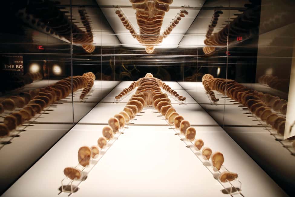 image n.8 of Las Vegas: BODIES | The Exhibition at the Luxor activity in Las Vegas, uploaded by supplier